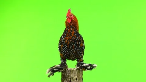 Rooster Milfleur standing on a tree stump isolated on green screen Video stock 99082217