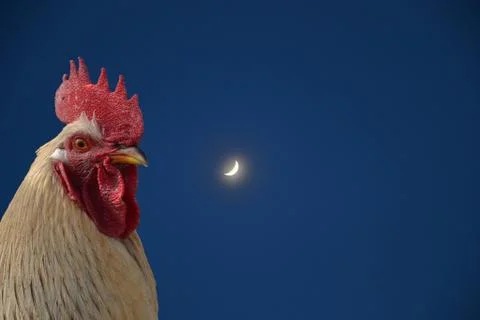Rooster at the moon Stock Photos