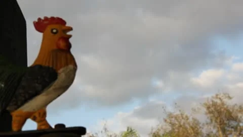 Rooster In the morning Stock Footage 9567210