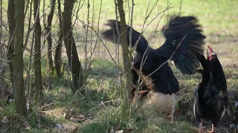 Rooster mounts a hen during mating ritual on grass, then both resume foraging Stock Footage 319533322