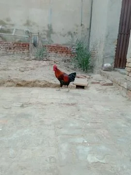 Rooster move to soil Stock Photos