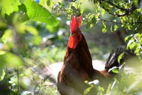 Rooster in nature Stock Photos