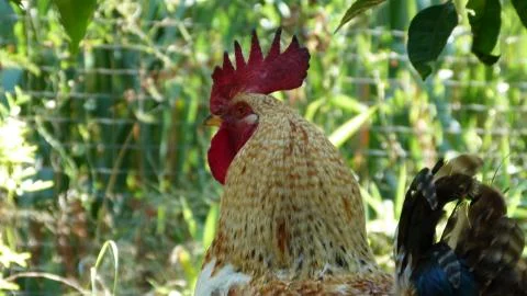 A rooster in nature Stock Photos