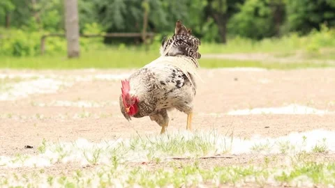 Rooster in nature under the open sky Stock Footage 243206361