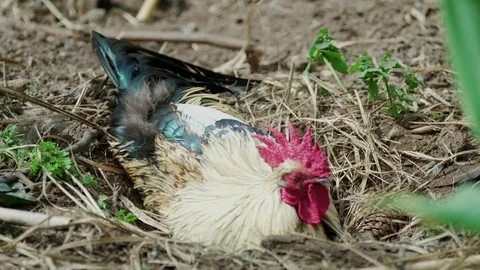 The rooster nests in the dust Video stock 129592345