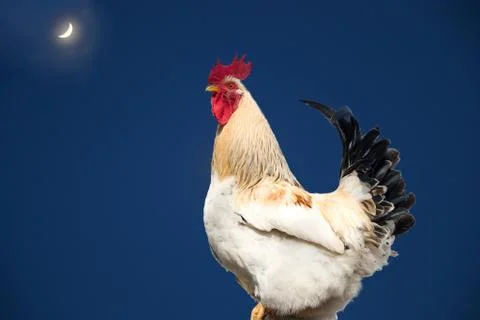 Rooster in night led the moon Stock Photos