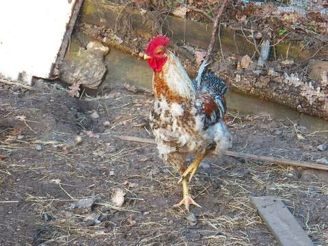 Rooster on one leg Stock Photos
