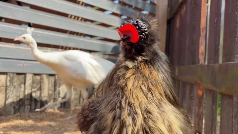 Rooster or chicken walking around the farm 库存影片 345834494