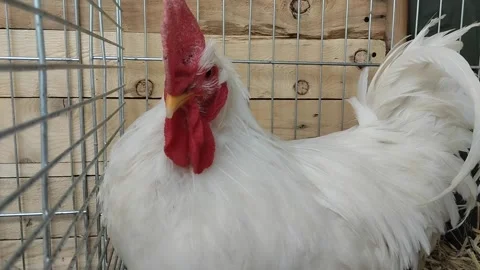 Rooster or hen with white feathers and red crest in a cage Stock Footage 277023575