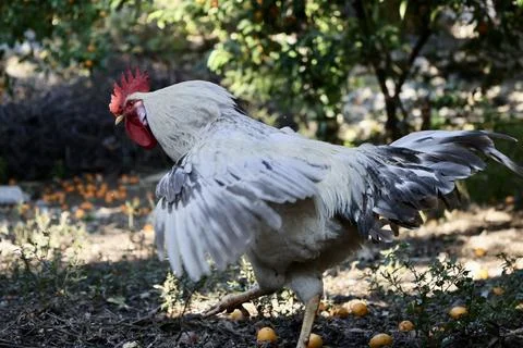 Rooster orange ground Stock-Fotos