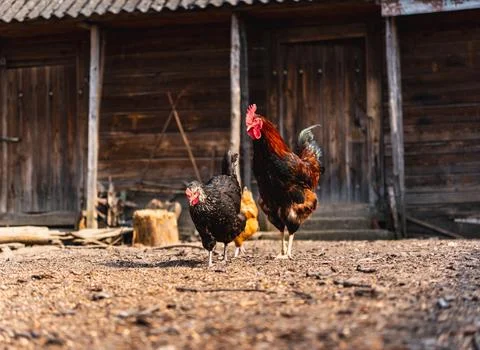 A rooster with other hens in the backyard at the beginning of spring Stock Photos