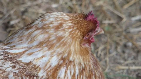 Rooster outdoor Stock Footage 75268010