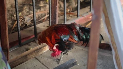 Rooster outdoors at the evening Stock Footage 73083681