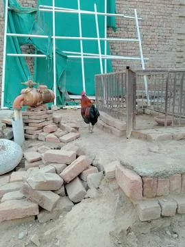 Rooster Pacing by the Enclosure Stock Photos