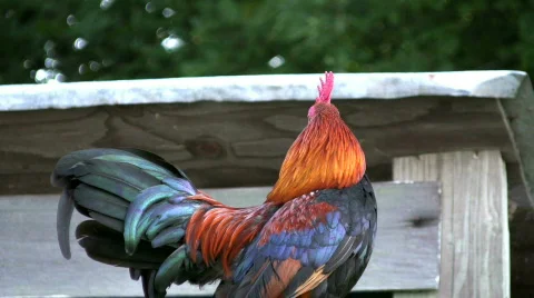 Rooster part two Video stock 144472