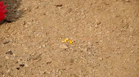 Rooster peck corn Stock Footage 48731528