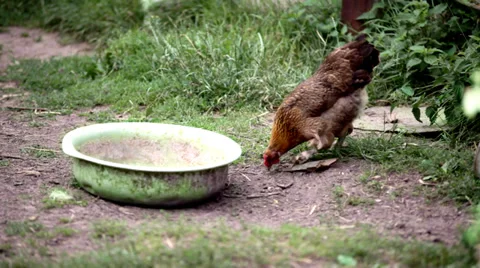 Rooster peck grain Stock Footage 36957636