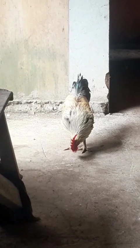 Rooster Pecking and Digging into the Soil Stock Footage 322650887