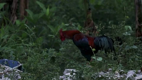 Rooster Pecking Forest Plants in Natural Morning Light Stock Footage 340439902