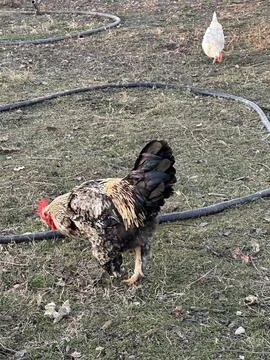 Rooster Pecking Ground While Hen Walks Stock Photos