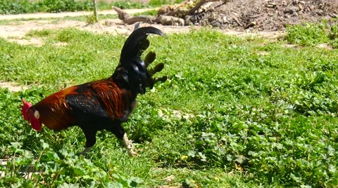 Rooster pecking in a meadow (4K) Stock Footage 49297660