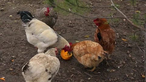 ROOSTER PECKING PUMKIN Stock Footage 319855569