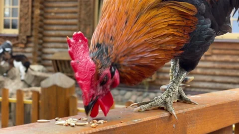 Rooster Pecks Grain HD Pro Video stock 136180399