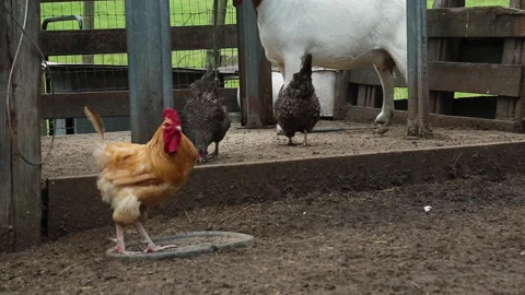 ROOSTER PECKS GROUND Stock Footage 188902563