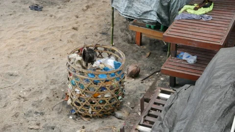 Rooster pecks in a trash bin on the beach in Amed, Bali - 4K, Handheld Stock Footage 185587200