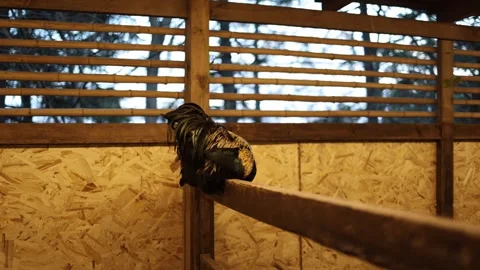 Rooster on perch in coop Stock Footage 331199747