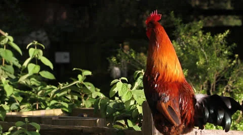 Rooster Perched On Fence Stock Footage 26595429