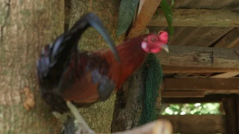 A rooster perched on a wooden structure in the shade Stock Footage 76336241