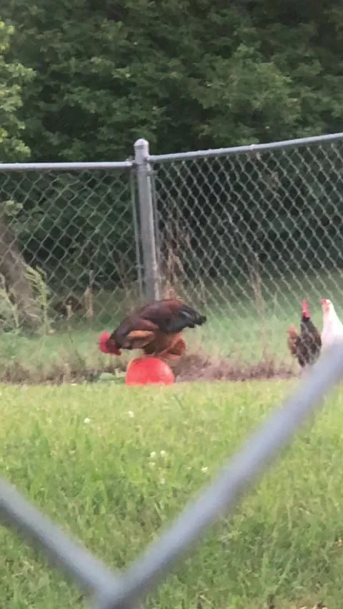 Rooster Performs Balancing Act on Ball for Feathery Friends, Cedar Springs, Mich Stock Footage 205146744