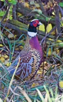 Rooster Pheasant in the Fall Фото