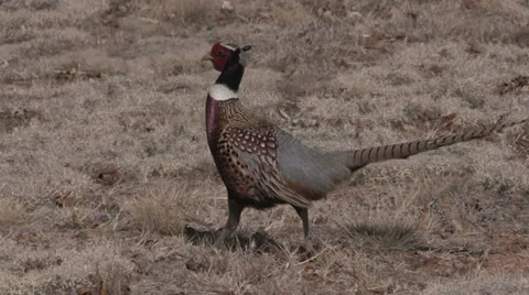 Rooster Pheasant Stock-Footage 36513781