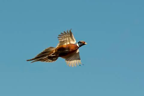 Rooster Pheasant Stock Photos