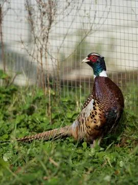 Rooster Pheasant Stock Photos