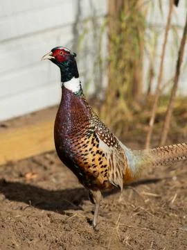 Rooster Pheasant Stock Photos