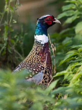 Rooster Pheasant Stock Photos