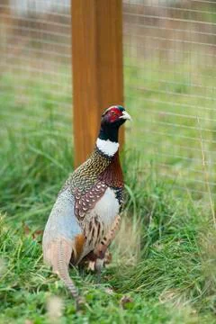 Rooster Pheasant Stock Photos