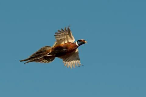 Rooster Pheasant Stock Photos