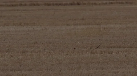 Rooster pheasant struts through wheat stubble in field Video stock 68089486