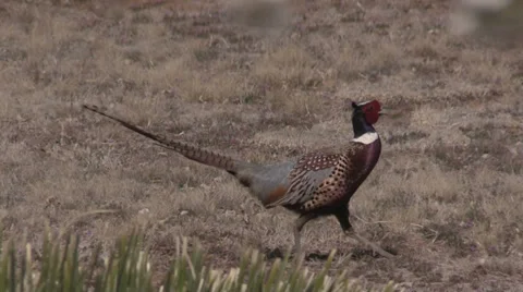 Rooster Pheasant Walking Vídeos de archivo 36513376