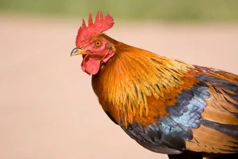 Rooster Stock Photos