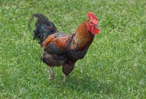 Rooster Stock Photos