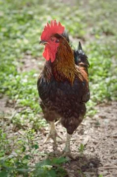 Rooster Stock Photos