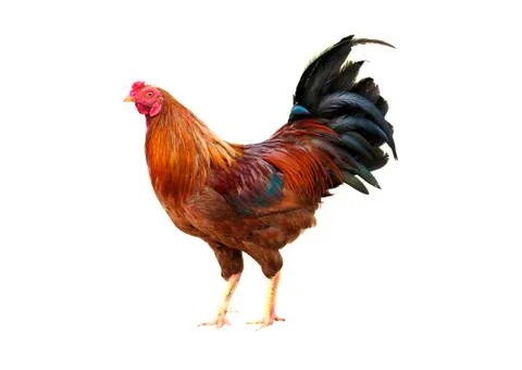 Rooster Stock Photos