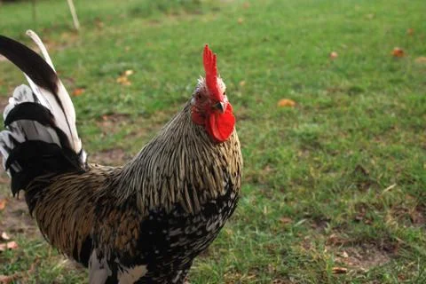 Rooster Stock Photos