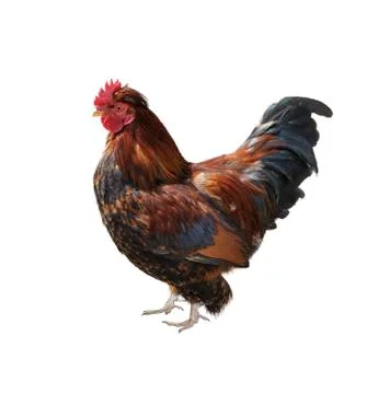 Rooster Stock Photos
