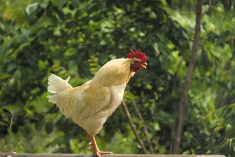 Rooster Stock Photos